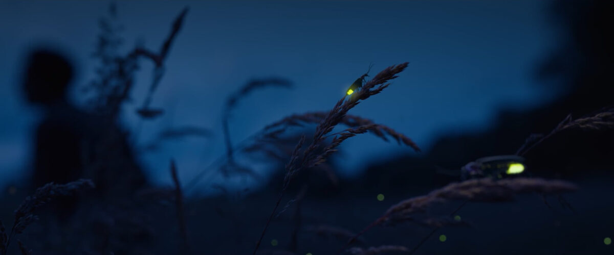 Aurea | Fireflies